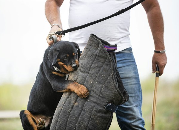 Essential Guidelines for Upholding Anti-Lock Brake Systems in Emergency Vehicles